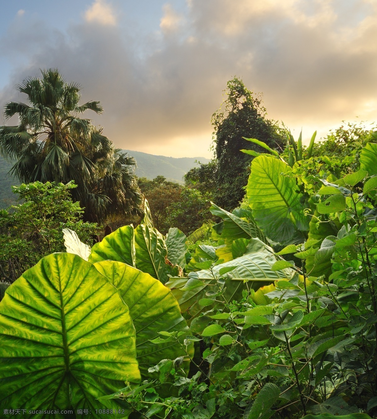 热带 植物 风景 热带植物 热带雨林风景 美丽风景 风景摄影 自然美景 美丽风光 山水风景 风景图片