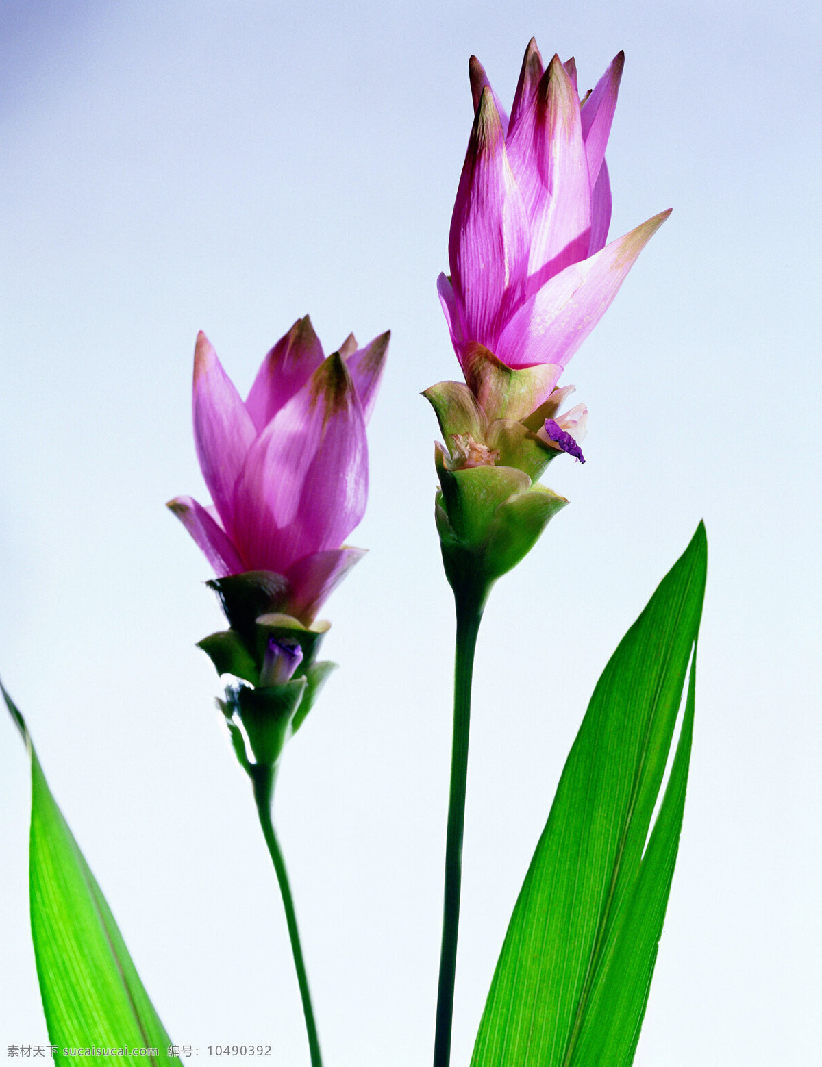 精品 花卉 系列 单株 花朵 共享 生物世界 花草 精品花卉素材 摄影图库