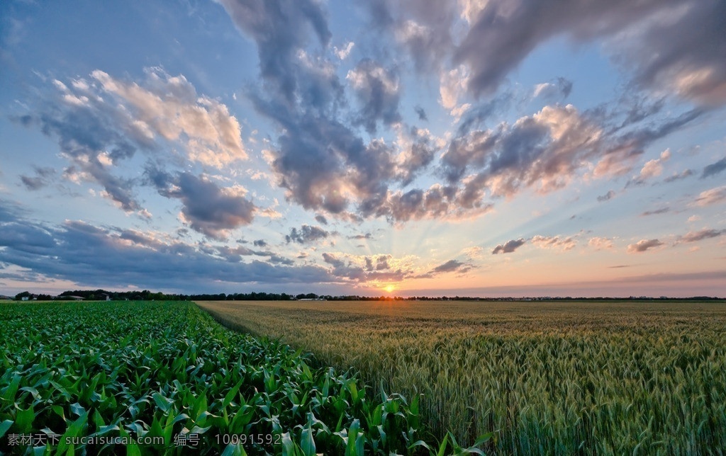 蓝天 白云 草地 玉米 小麦 树木 阳光 玉米种植 自然风景 自然景观