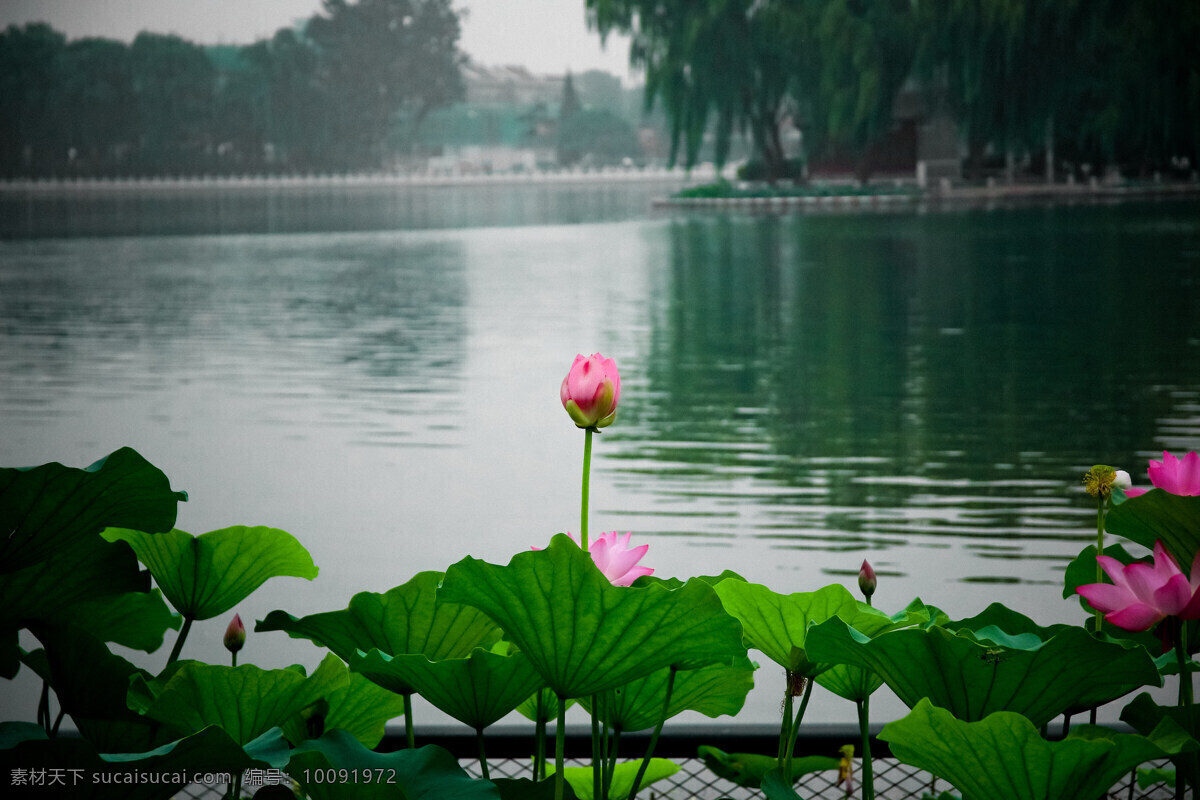 荷花 荷叶 水 湖 荷花池 公园 景色 夏天 夏日 生物世界 花草