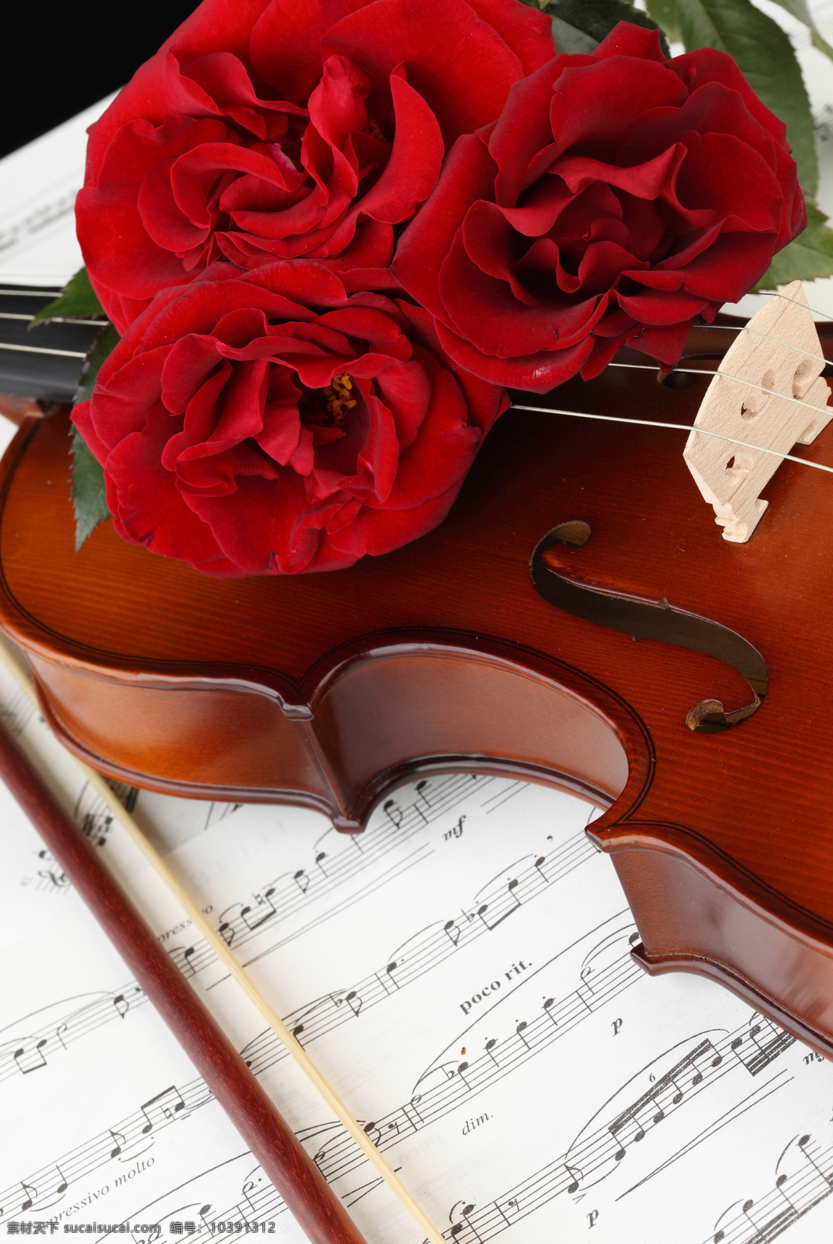 盛开 玫瑰花 五线谱 花朵花卉 美丽花朵 鲜花乐谱 五线音谱 音乐 小提琴 影音娱乐 生活百科
