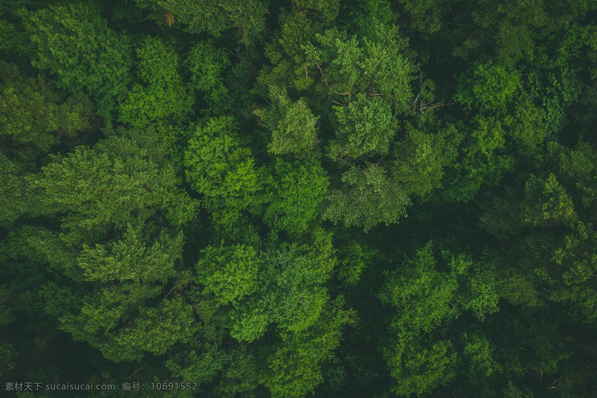 俯瞰森林图片 树梢 森林 天线 视图 树木 绿色 自然景观 山水风景