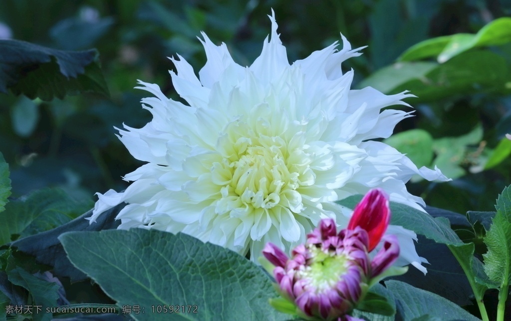 大丽菊 天竺牡丹 地瓜花 大理花 西番莲 洋菊 花卉 花朵 花瓣 草花 绿化景观 植物 花儿 花心 小丽花大丽花 生物世界 花草