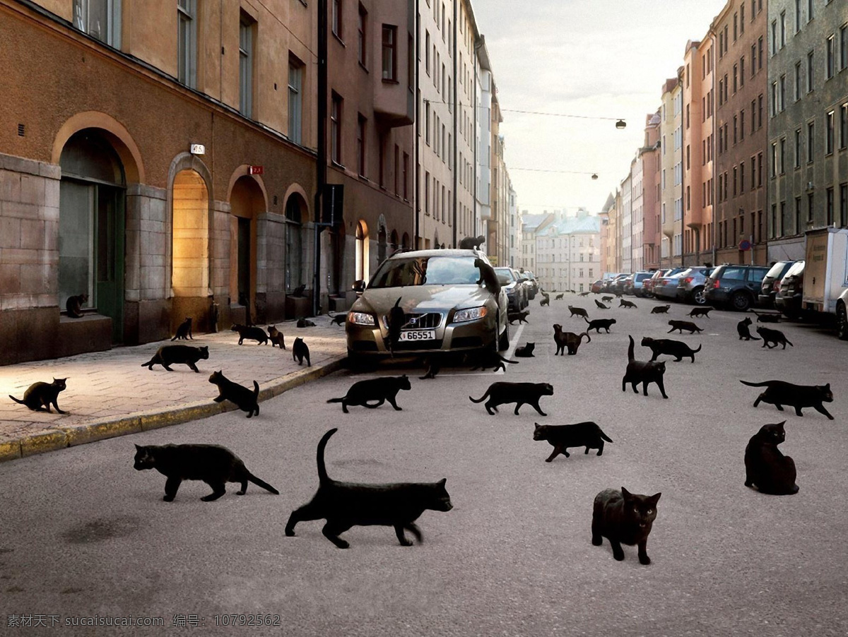 满街的黑猫 黑猫 猫咪 猫 家猫 街道 懒猫 猫猫 宠物 家禽 动物 野生动物 家禽家畜 动物世界 生物世界