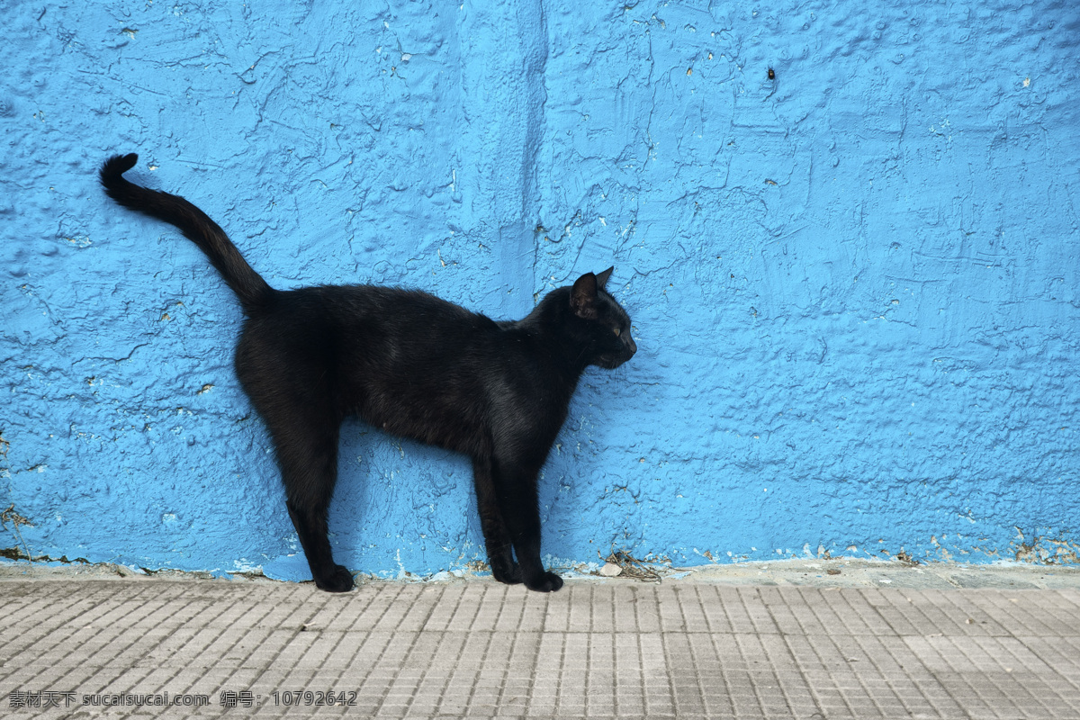 蓝色 墙壁 黑色 小猫 蓝色墙壁 黑猫 猫咪 萌宠 宠物猫 动物世界 可爱动物 陆地动物 生物世界 青色 天蓝色