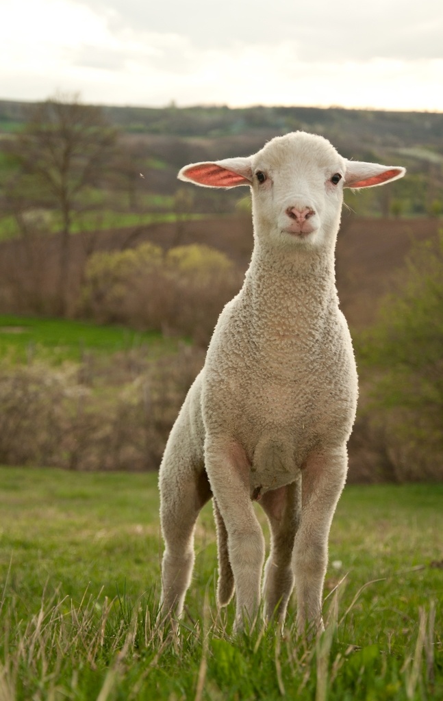 绵羊 羔羊 羊羔 羊毛 动物世界 动物 动物素材 野生动物摄影 生物世界 野生动物