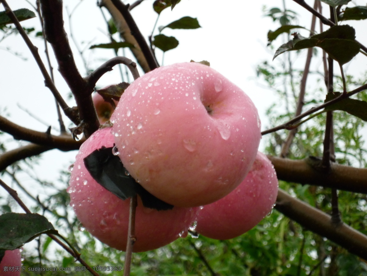 果树 果园 生物世界 水滴 水果 水珠 昭通 苹果 昭通苹果 大红苹果 滴水的苹果 粉红苹果 psd源文件