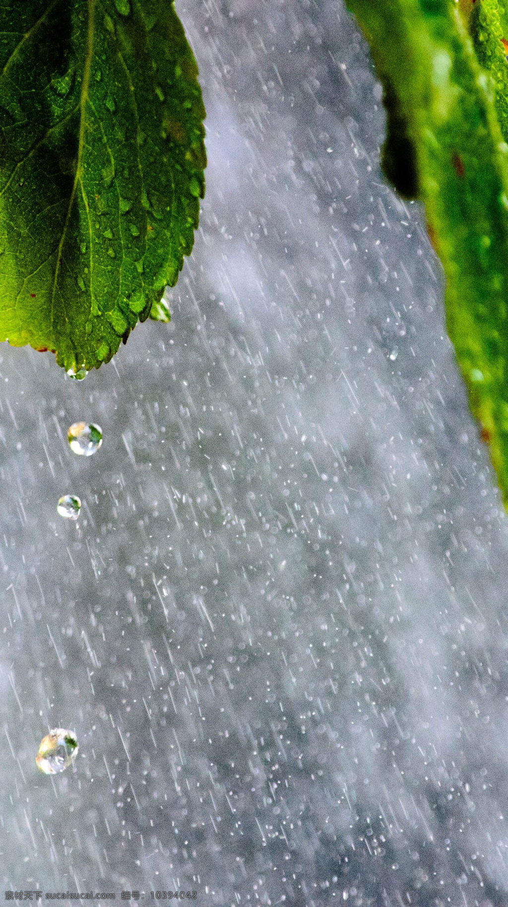 下雨 叶子 水 水滴 暴雨 自然景观 自然风景