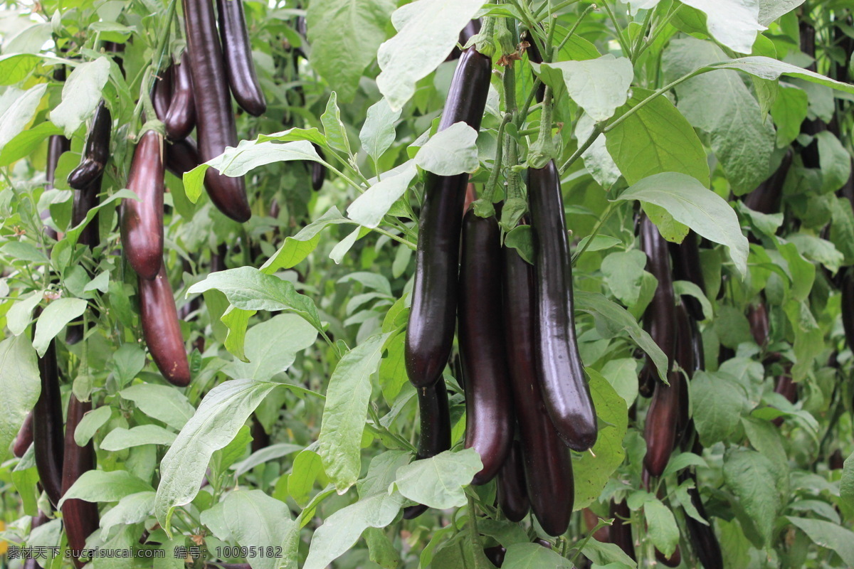 茄子 长茄 新品 无土栽培 温室作物 密植 蔬菜 生物世界