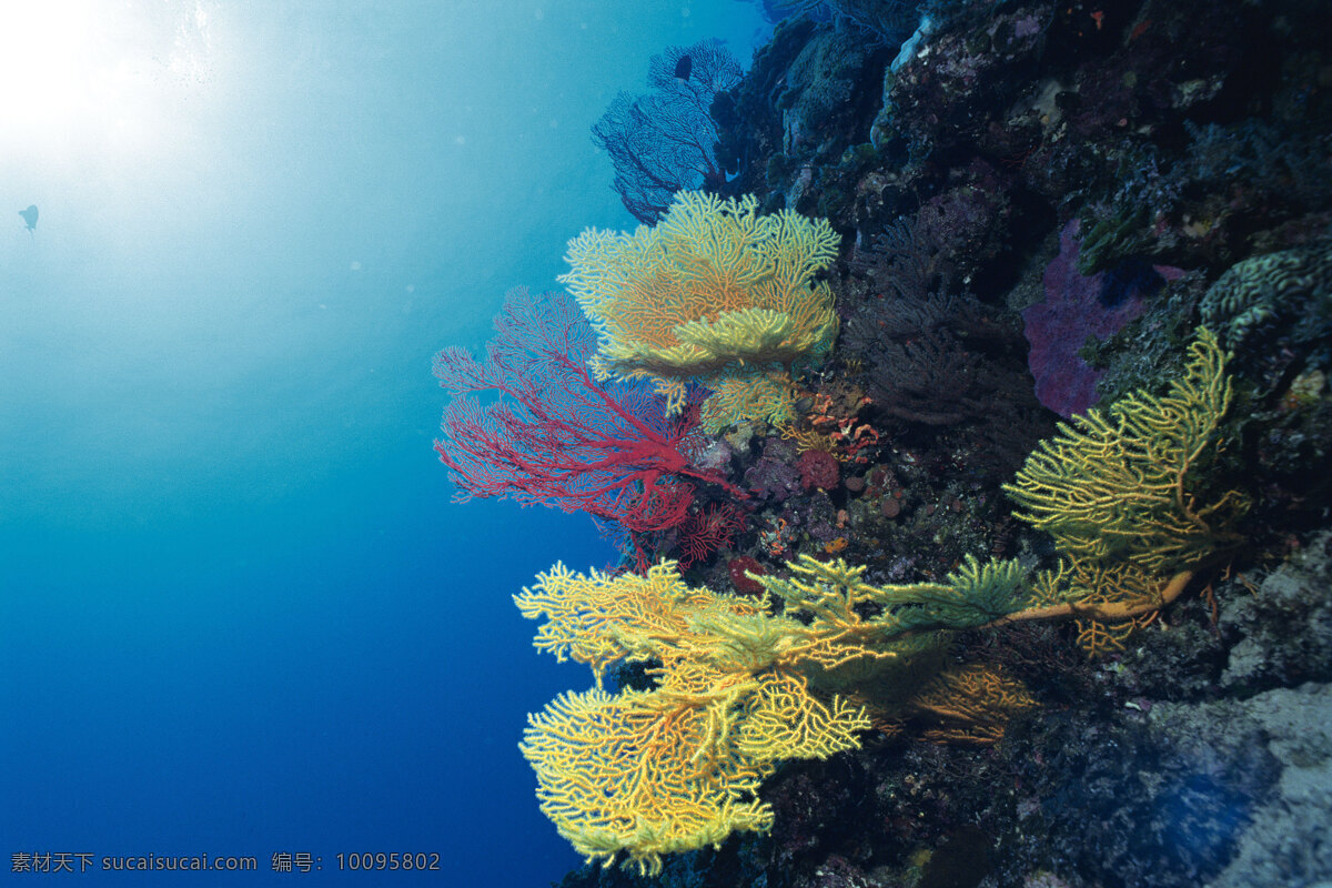 海底世界珊瑚 珊瑚 海底 海底世界 阳光 照射 超清