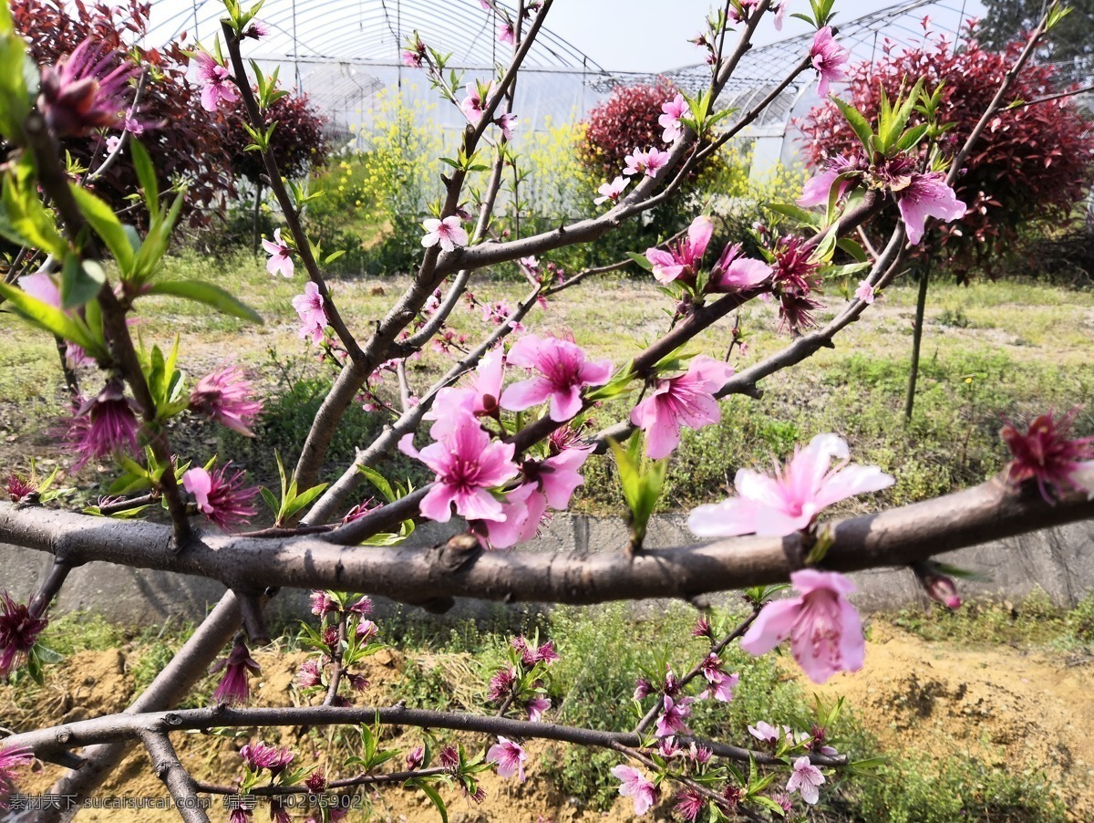 桃花 生态园 桃树 桃子 桃园 自然景观 田园风光