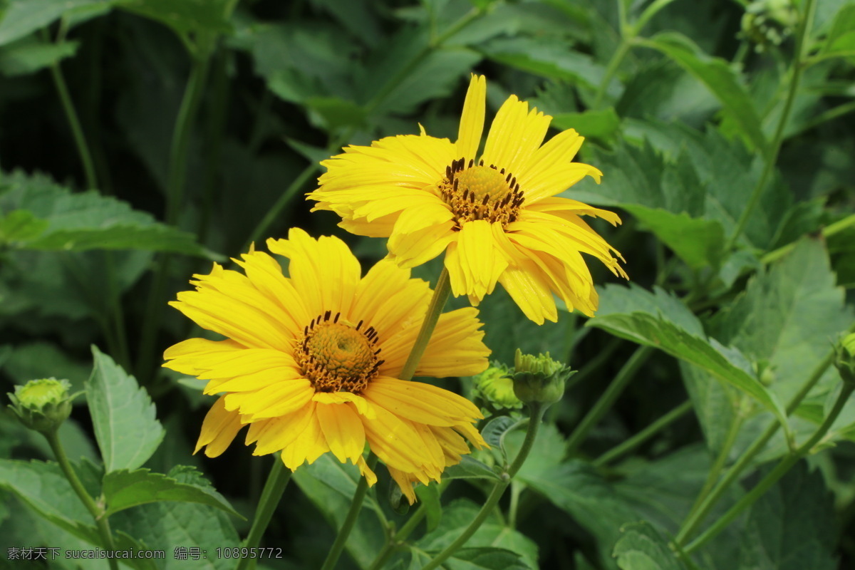 大花金鸡菊 剑叶波斯菊 狭叶金鸡菊 剑叶金鸡菊 大花波斯菊 花卉 花儿 花骨朵 花草 植物 园林绿化 绿化景观 菊菊花 生物世界