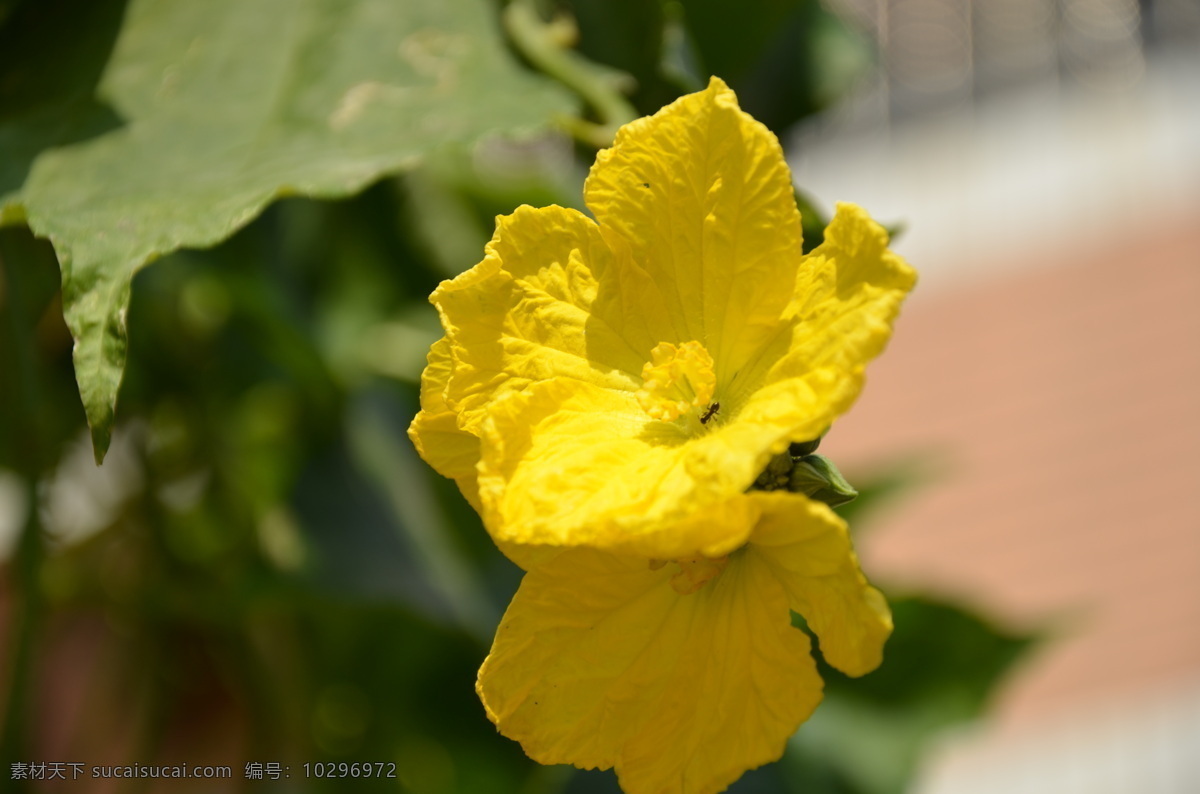 丝瓜 花 黄色 生物世界 蔬菜 蔬菜花 鲜花 丝瓜花 单瓣 两朵 风景 生活 旅游餐饮