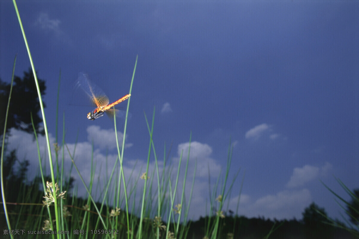 野外 飞翔 红 蜻蜓 红蜻蜓 绿圳 特写 花草树木 生物世界 自然界 自然生物 高清图片 自然 植物 日光 户外 清新 白昼 山水风景 风景图片