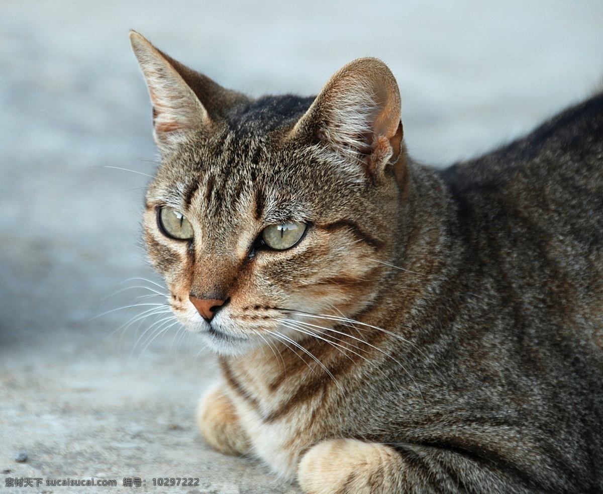 小猫 猫咪 宠物 可爱 动物 家禽家畜宠物 家禽家畜 生物世界