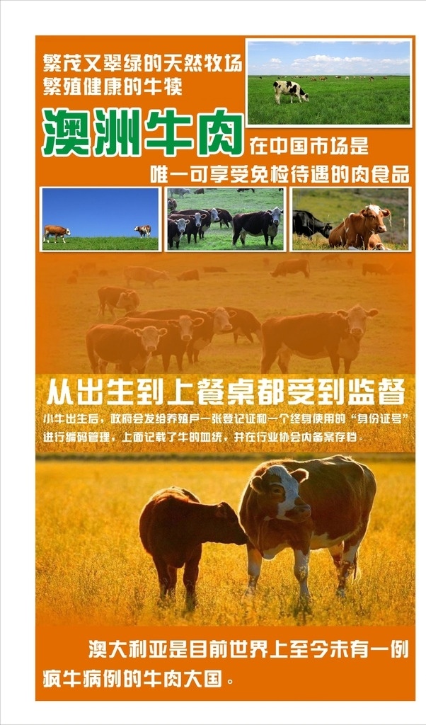 澳洲牛肉海报 澳洲 牛肉 海报 橙色 牛 草原