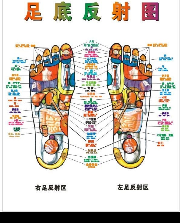 足底反射图 脚底按摩 足底平面图 文化艺术 传统文化 矢量图库