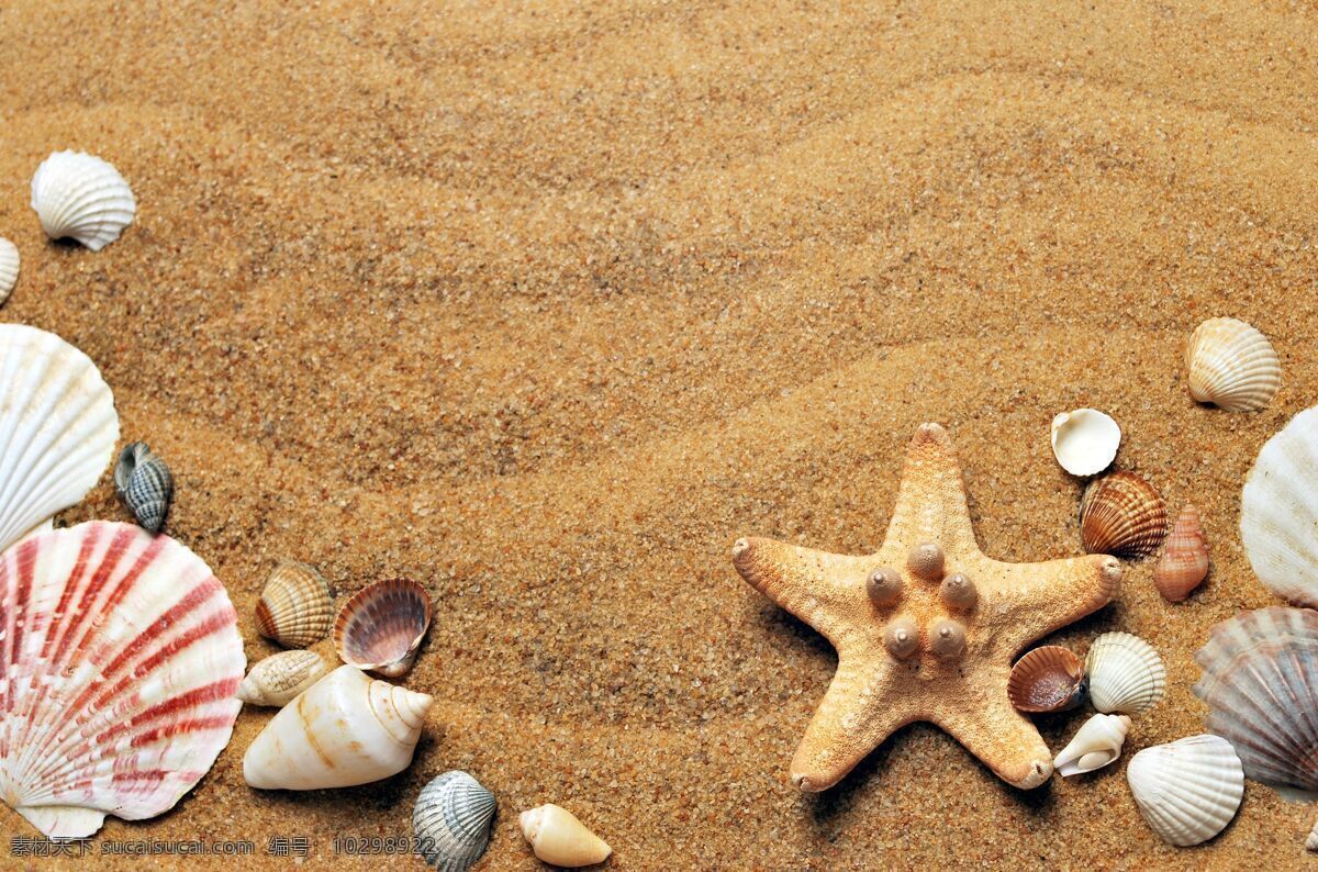 沙滩贝壳 沙滩 贝壳 海星 沙子 海螺 自然景观 自然风景
