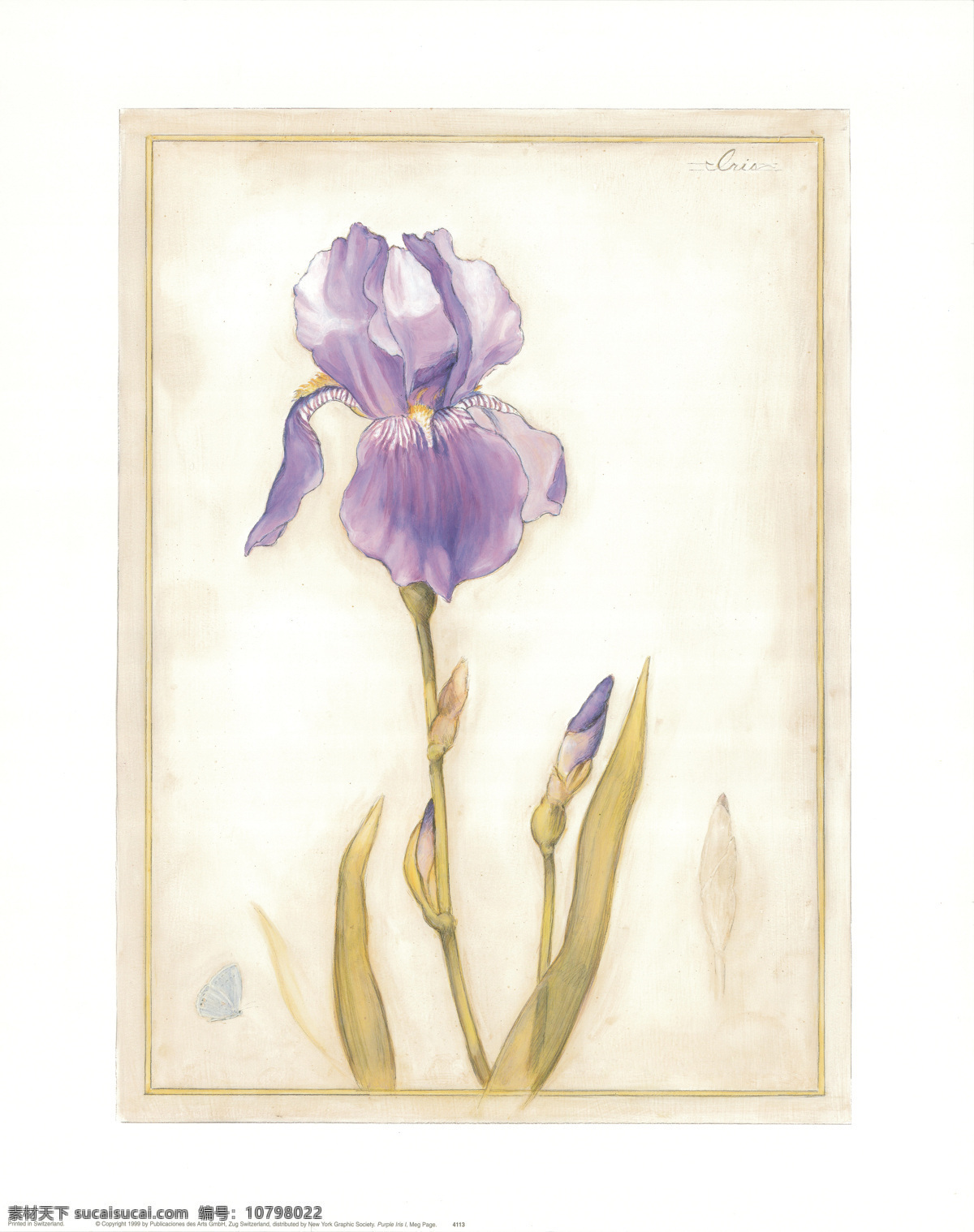 美丽 紫罗兰 装饰 画画 芯 复古装饰画 无框画 绘画艺术 装饰画画芯 绿叶 鲜花油画 书画文字 文化艺术 其他艺术 白色