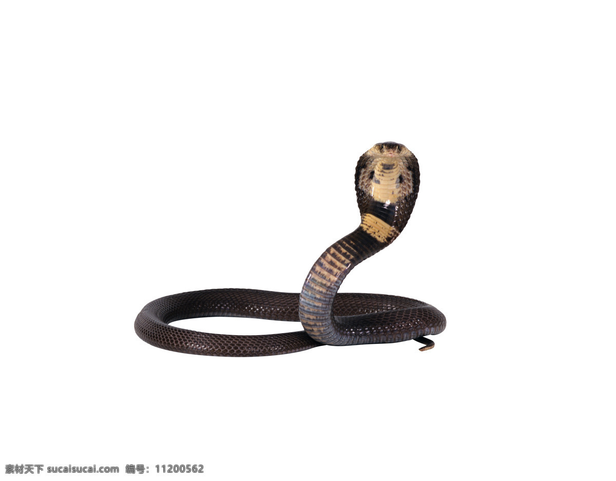 壁虎免费下载 壁虎 动物 蛇 爬行动物 生物世界