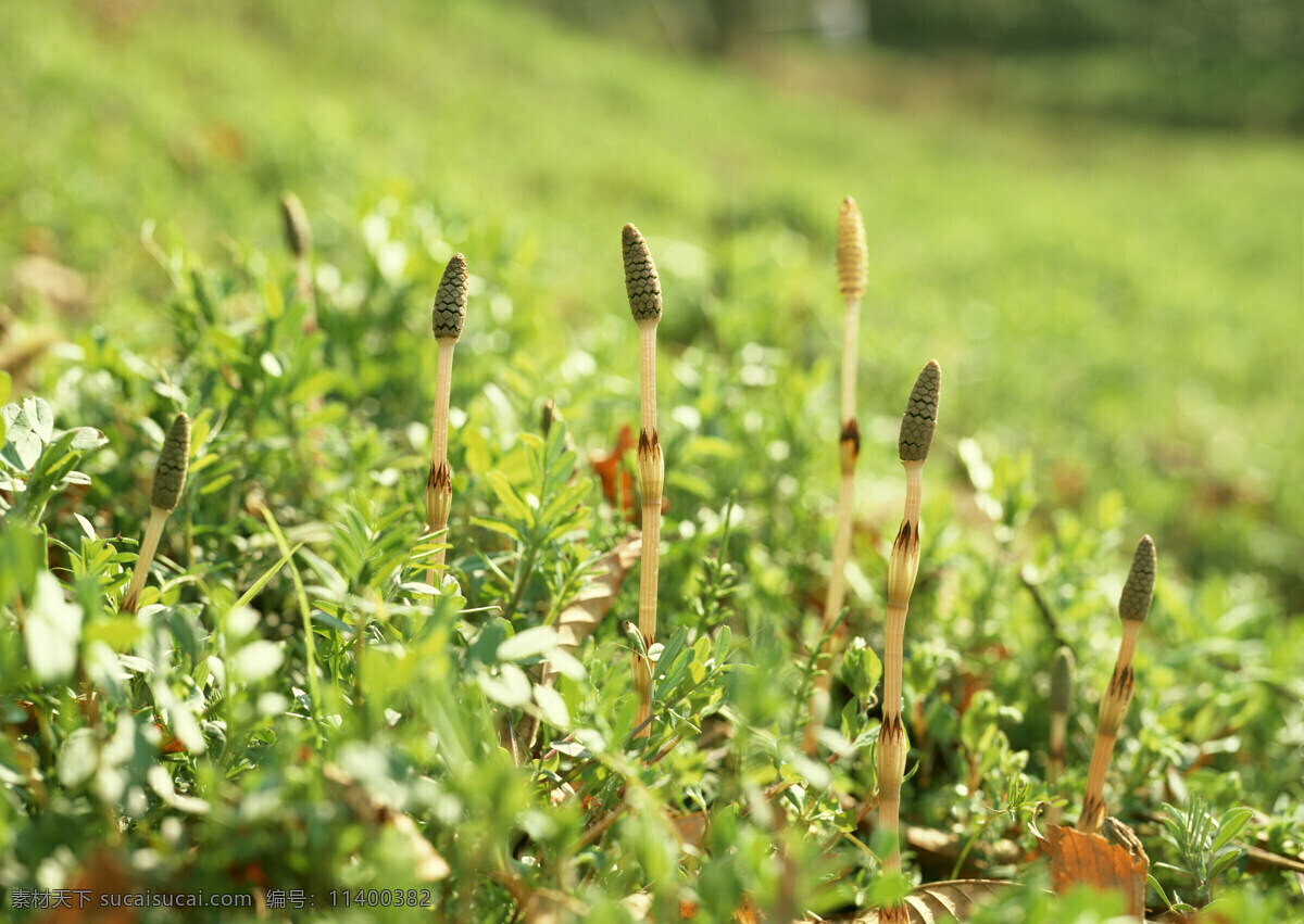 田地 草 绿化 花 野菜 生物世界 花草