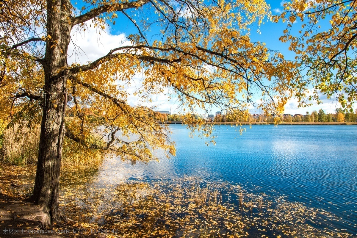 自然景观 秋天 湛蓝 湖水 秋天落叶 黄叶 蓝天 白云 云朵 唯美湖泊