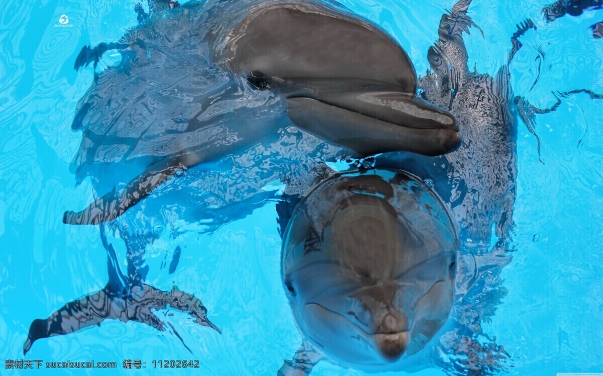 海豚 海洋动物 高清 壁纸 海洋生物 生物世界