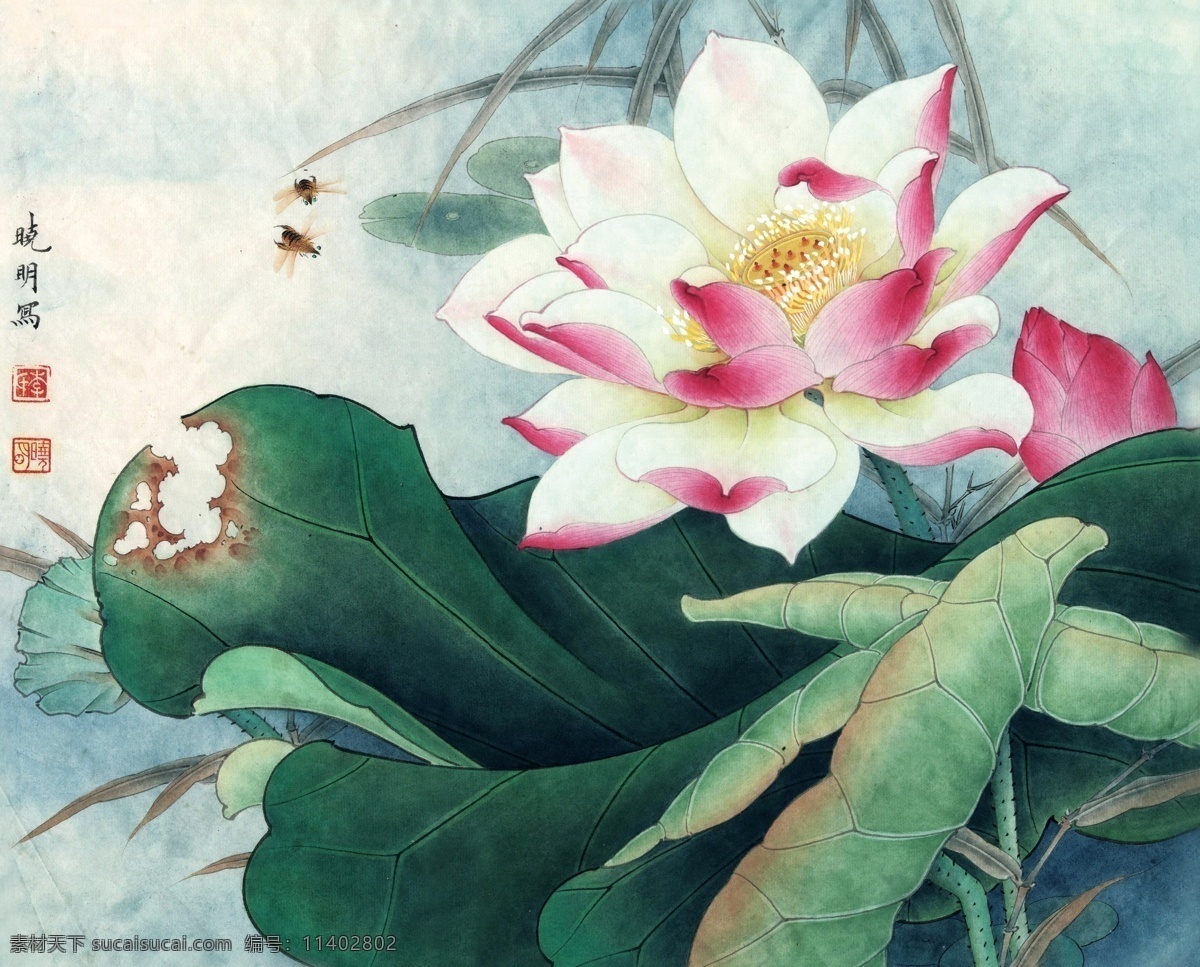 荷花 花 国画工笔 工笔花鸟 国画 盛开 荷 莲花 彩荷 晓明 传统素材 文化艺术 绘画书法