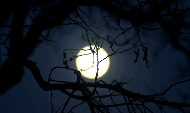 月亮升起 视频素材 高清视频 mov 黑色