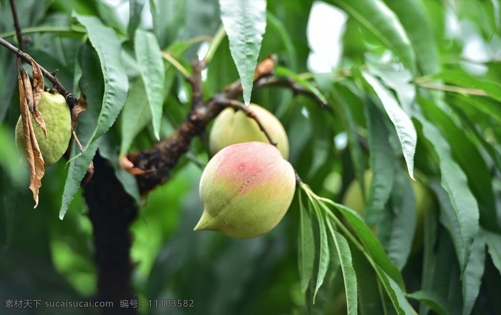 鹰嘴蜜桃 蜜桃 桃子 水果 果实 树叶 绿叶 树干 果园 水果摄影 生物世界