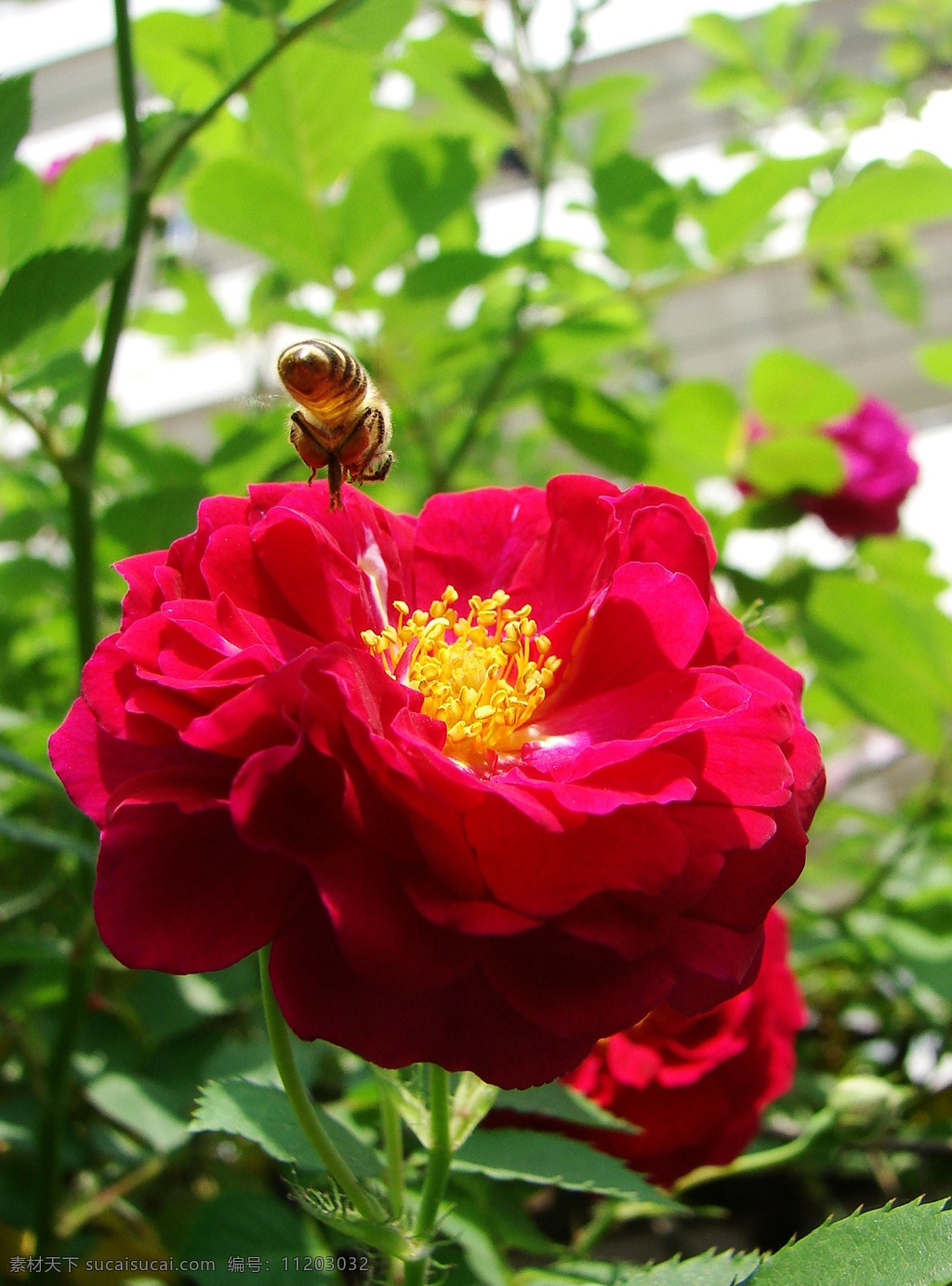 蜜蜂采花 蜜蜂 月季花 鲜花 红花 生物世界 花草 摄影图库