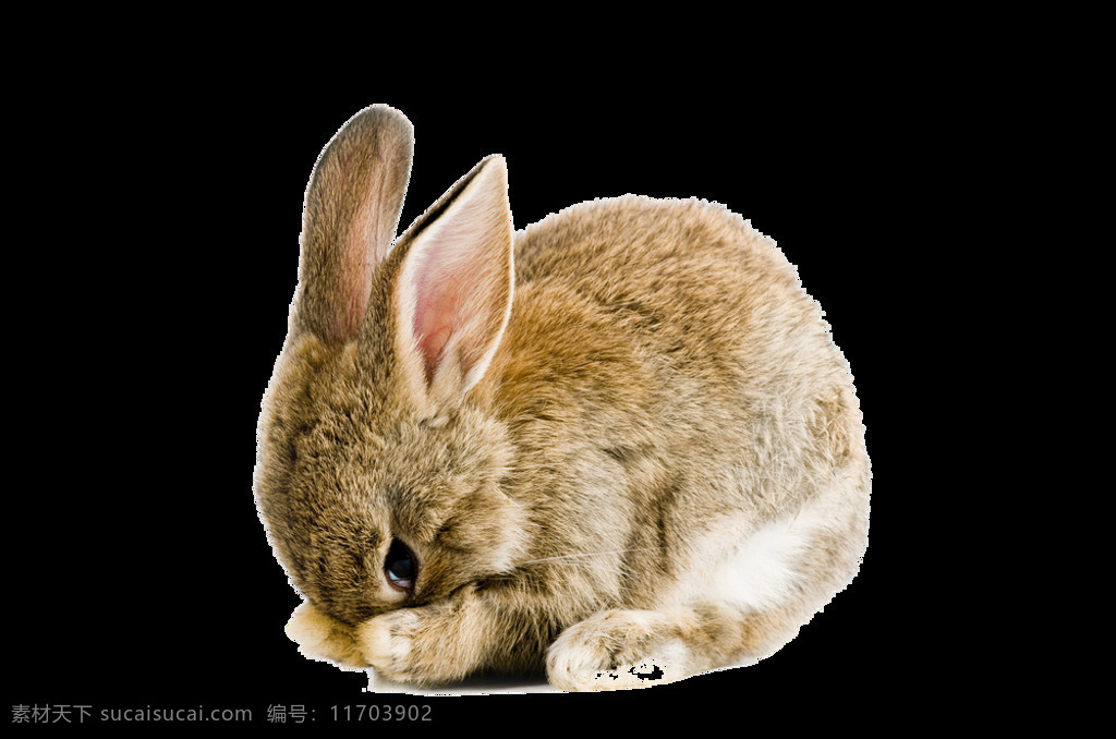 埋头 擦 脸 兔子 免 抠 透明 可爱呆萌兔子 超 萌 可爱 小 大兔子 萌兔子 可爱兔子 兔子素材