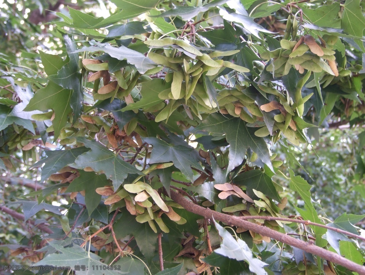 花草树木 生物世界 树木 树木树叶 元宝枫 平基槭 五角枫 元宝槭 单叶对生 叶掌状5裂 稀7裂 翅果 元宝形 10月成熟 psd源文件