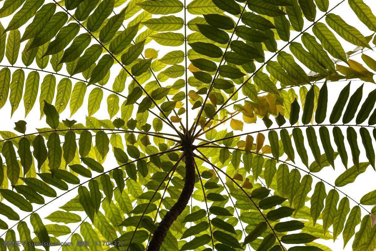 树叶 叶子 自然 植物 抽象 简约 几何 线条 条纹 多边形 圆 曲线 底纹 纹理 背景 壁纸 海报 模板 复古 边框 科技背景 互联网背景 活动背景 庆祝 促销 促销背景 科技 互联网 网络 科学 封面 创意 装饰 渐变 色块 彩色 鲜艳 贺卡 颜料 光 光线 绘画 插画