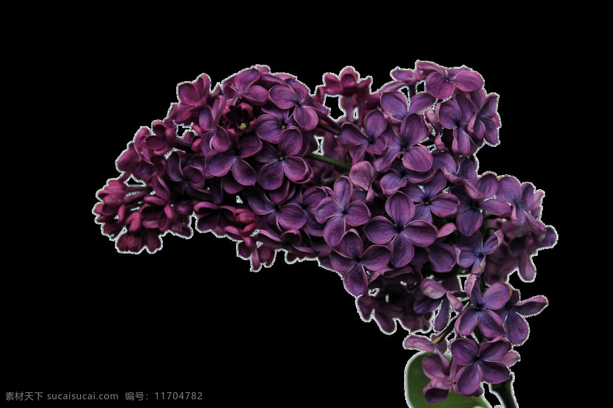 精致 立体 紫色 花卉 透明 水彩 卡通 免扣 手绘 透明素材 装饰 设计素材 淘宝素材 海报设计装饰 装饰图案