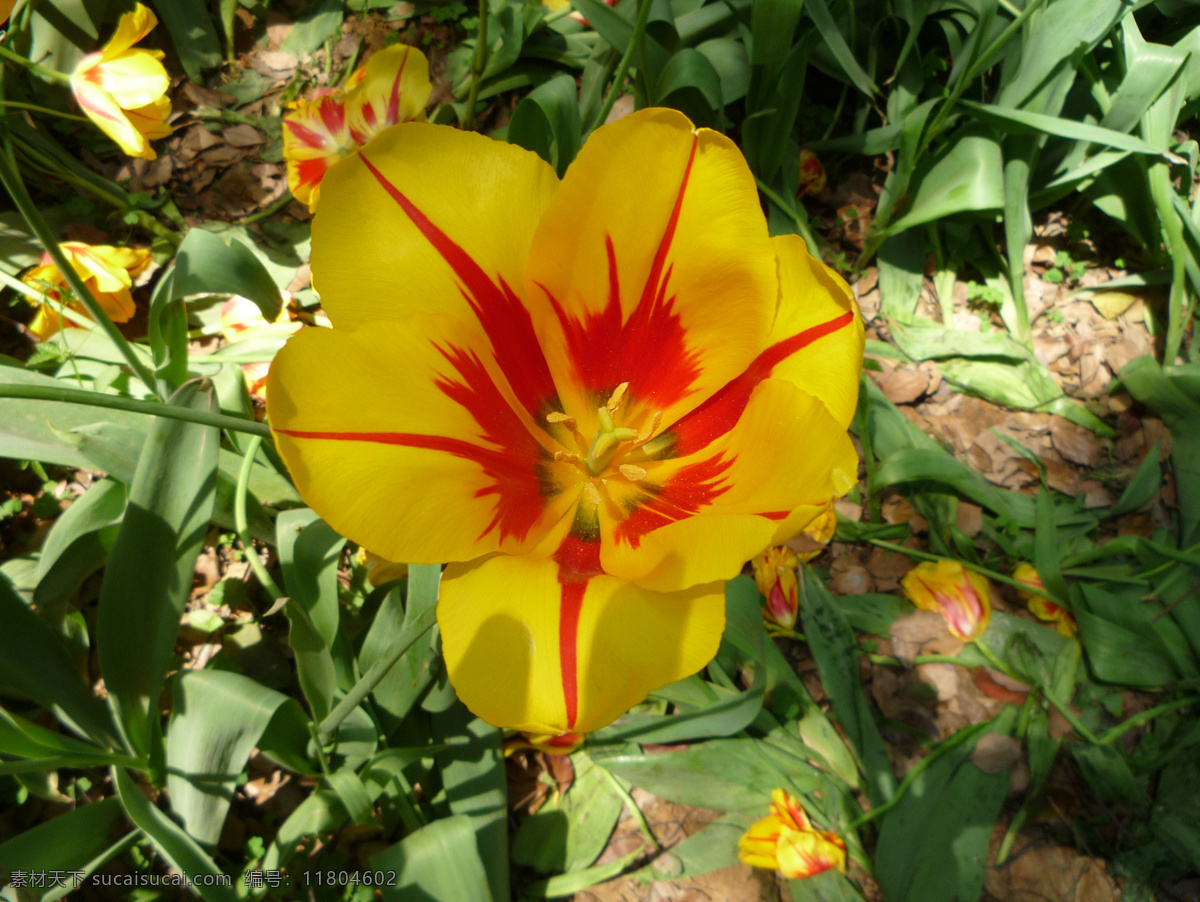 郁金香 晚期 黄色花瓣 红黄相间 花朵 花卉 生物世界 花草