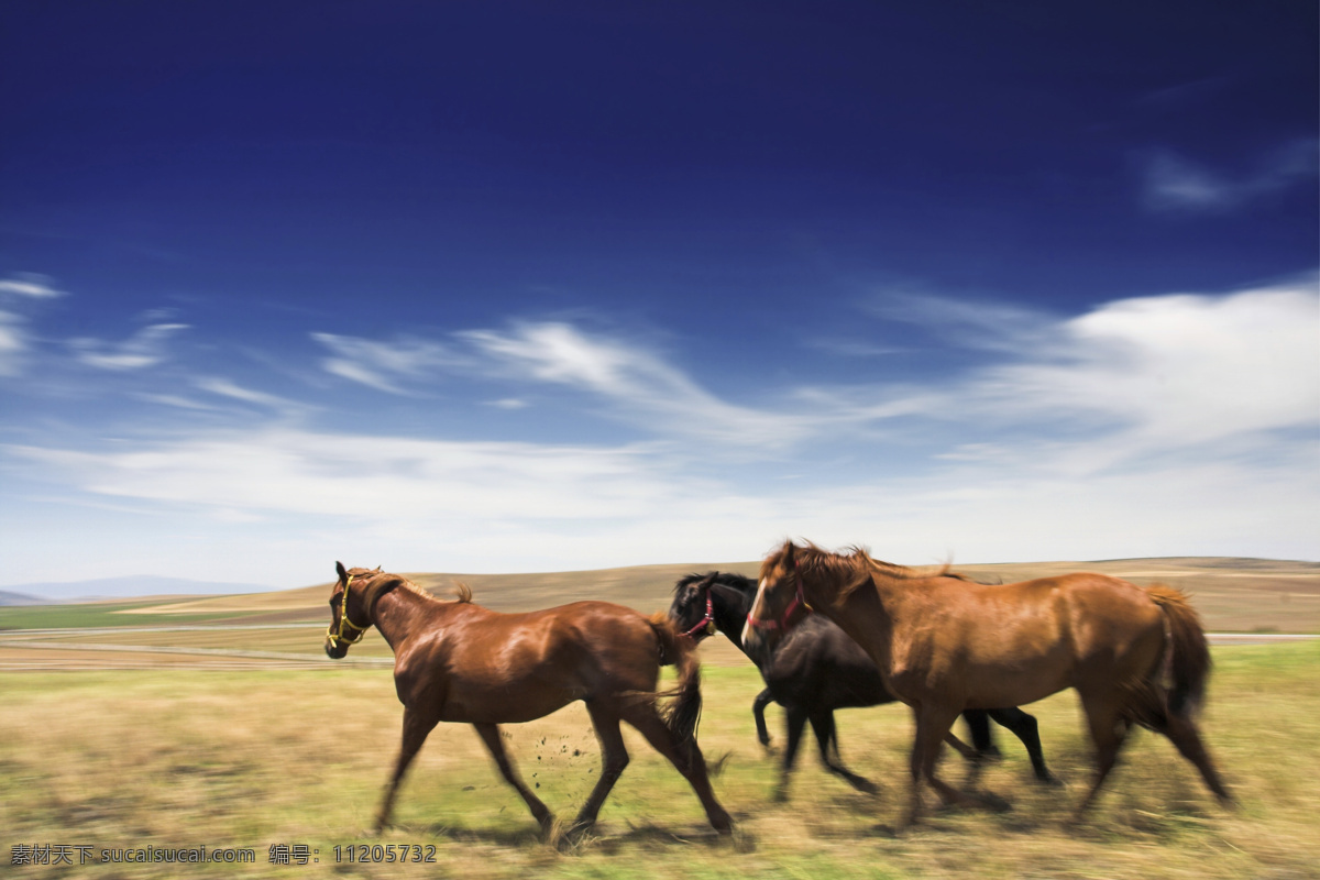 大 草原 上 骏马 马 马匹 奔跑 草地 绿地 大自然 自然风光 蓝天白云 动物 摄影图库 高清图片 陆地动物 生物世界