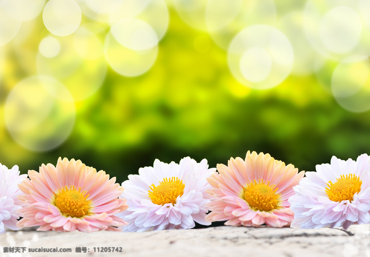 梦幻 光斑 美丽 花朵 梦幻光斑 鲜花 花卉 漂亮花朵 美丽鲜花 鲜花摄影 花草树木 生物世界