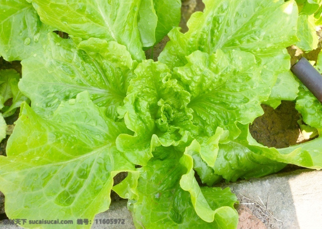 大颗生菜 室外 生菜 大颗 嫩绿色 水润 沃土 蔬菜 植物 人文作品 生物世界