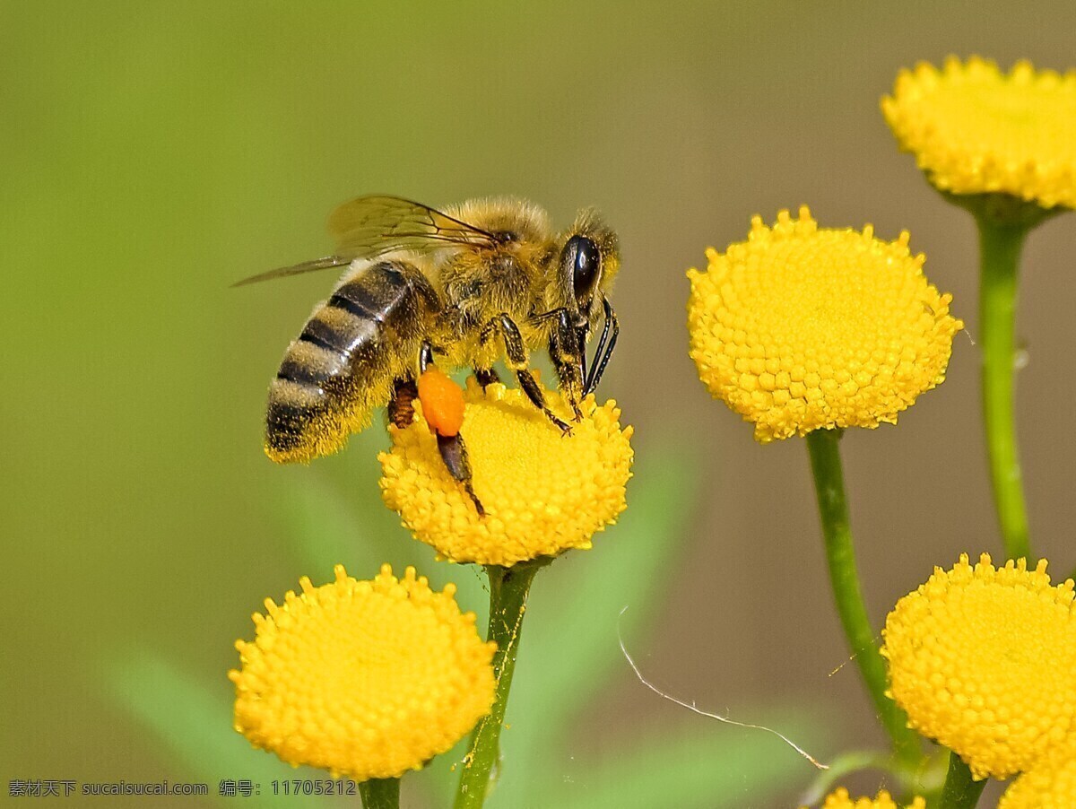 蜜蜂采蜜 鲜花 花朵 黄色花朵 蜜蜂 采蜜 昆虫 生物世界 花草