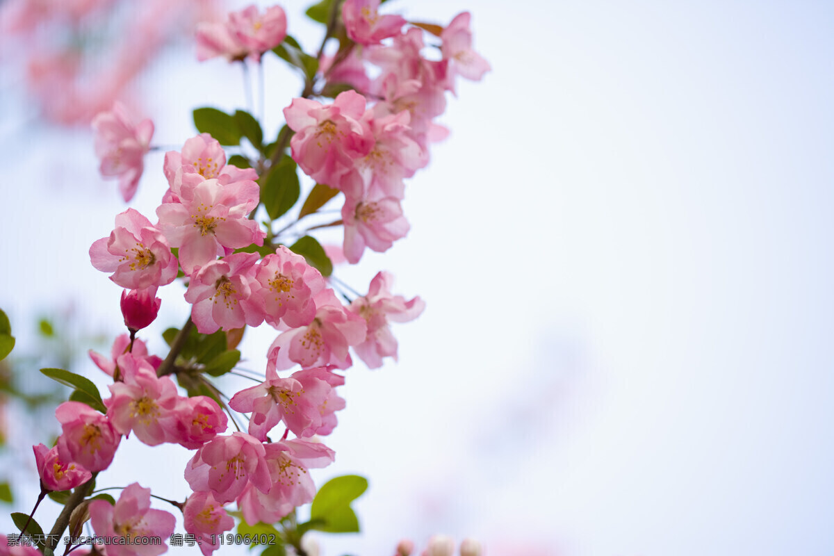盛放 粉红 樱花 花枝 特写 高清图片 横构图 自然 植物 仅植物 日光 户外 清新 白昼 风景 纯洁 粉白色 粉色 生命 粉白花 粉红色 绿色 绿叶 蓝天 花草树木 生物世界