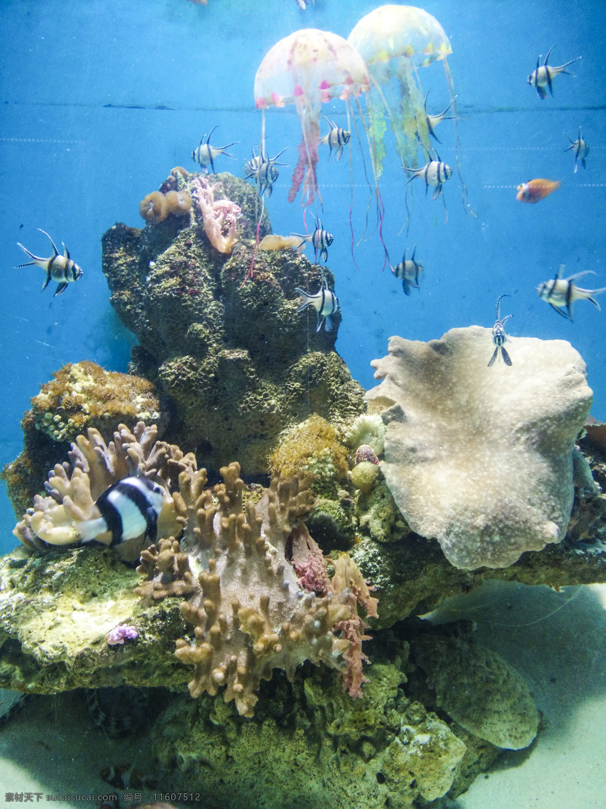 海洋生物 水族馆 海洋馆 鱼 生物 海底 水草 鱼群 海底世界 珊瑚 珊瑚礁 水母 生物世界