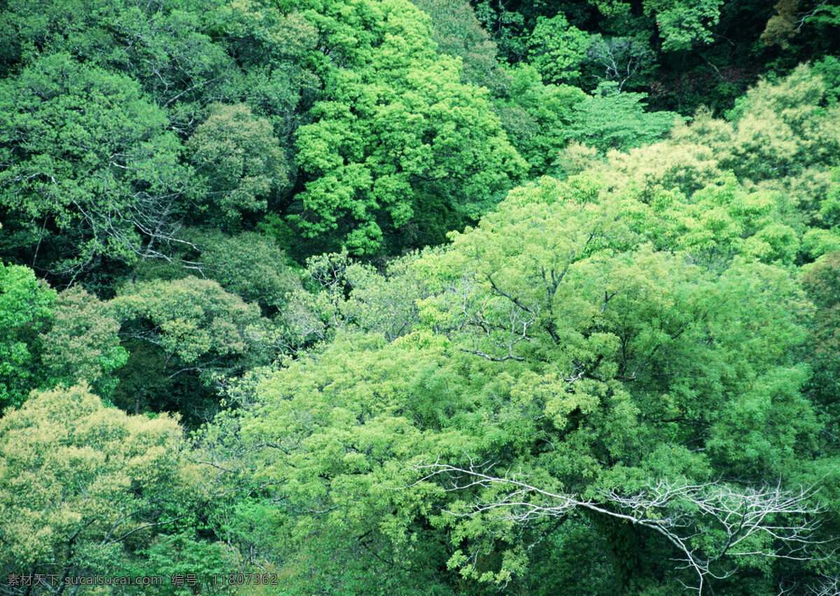 森林摄影 森林 茂盛 植被 原始森林 大自然 树木 树枝 绿树 茂密深林 生物世界 树木树叶