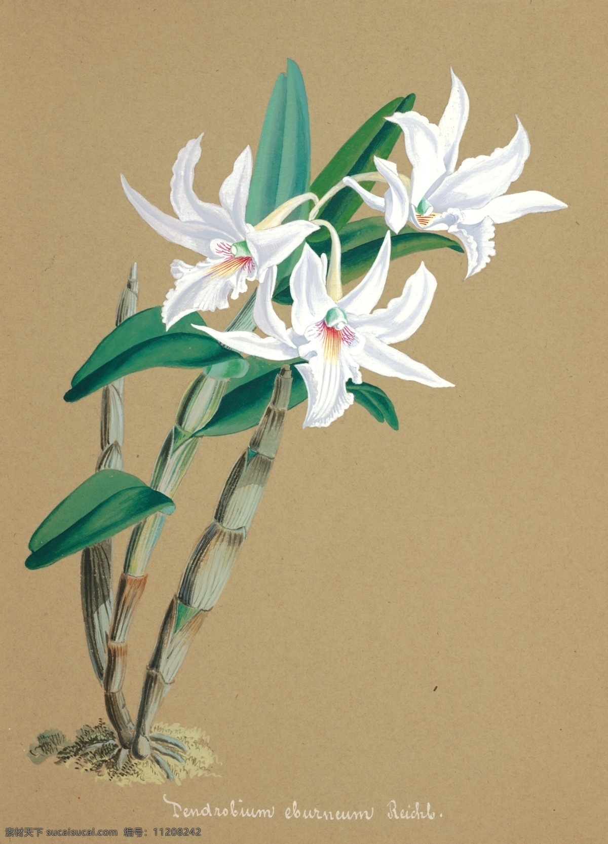 手绘兰花 植物 手绘画 水彩画 手绘花朵 兰花插画 自然 手绘花 植物果实插画 兰花 插图 彩色兰花图 唯美鲜花 漂亮 鲜花 装饰画 欧式 花卉 传统艺术 艺术 花朵 花鸟画 手绘花鸟画 风景画 插画 生物世界 花草
