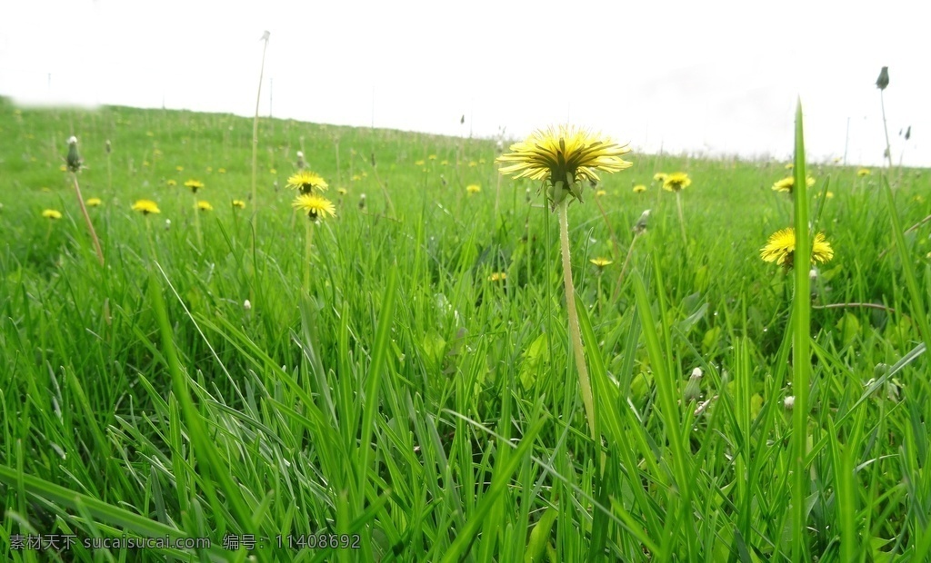 蒲公英图片 蒲公英 草地 小草 草 绿草地 绿色 自然景观 自然风景