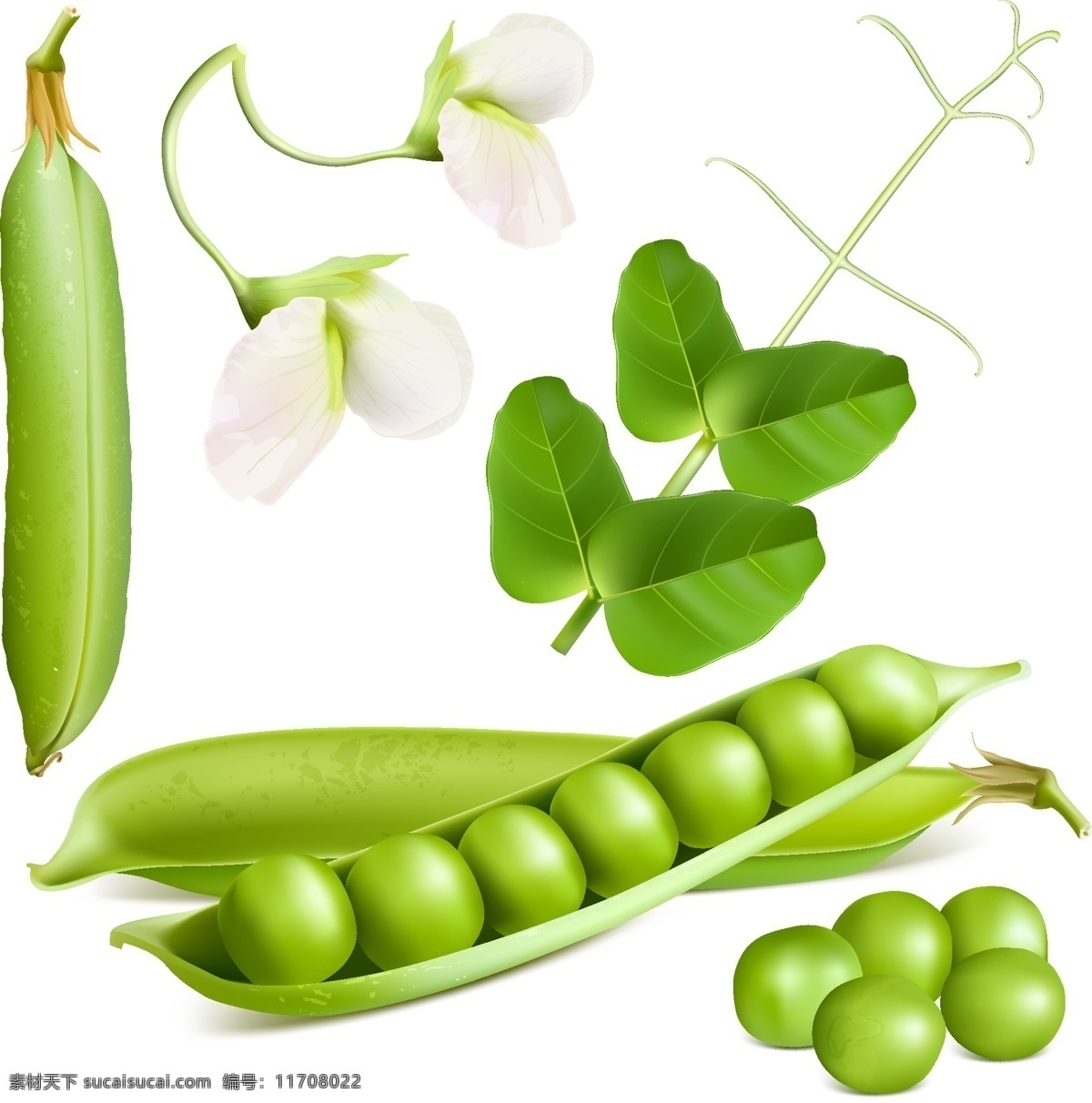 新鲜 豌豆 豌豆花 豆荚 蔬菜 豌豆秧 矢量图 矢量 高清图片