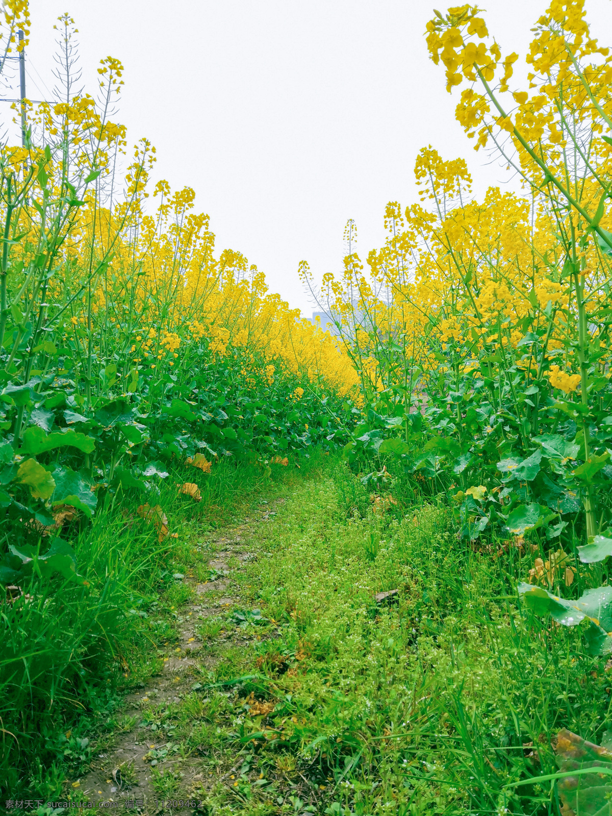 油菜花 自然 春天 景观 绿色 自然景观 自然风景