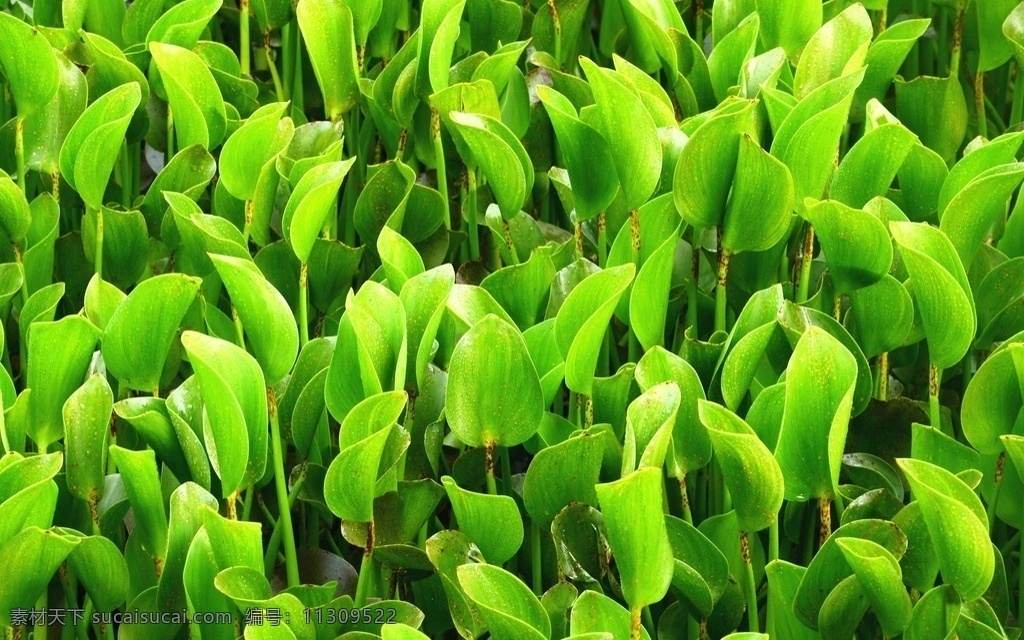 水葫芦 水生植物 水草 水葫芦花 花朵 植物 绿叶 生物世界 花草