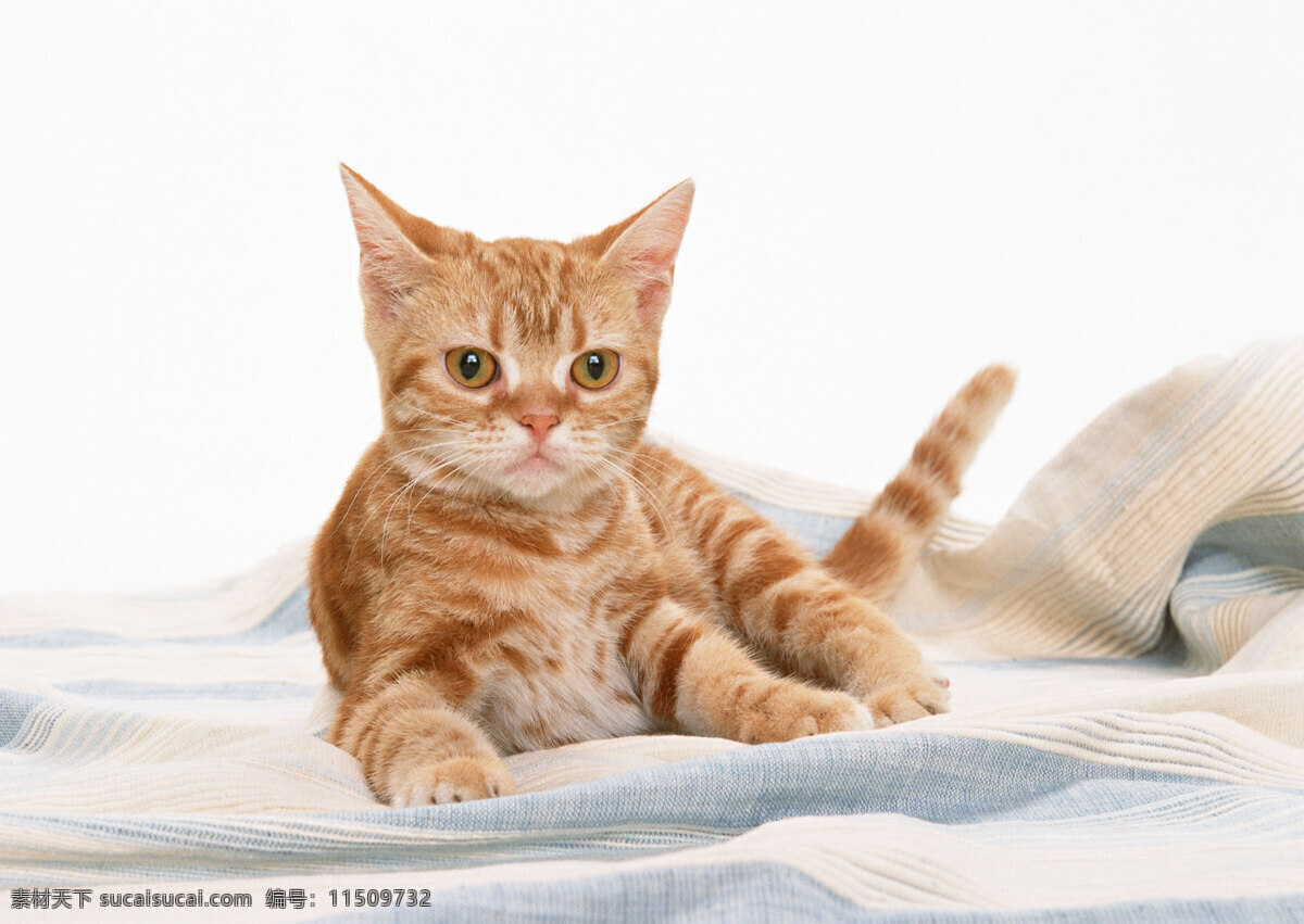 猫 高清 高清图片 高清图片素材 猫狗 猫狗宠物 猫猫 猫咪 生物世界