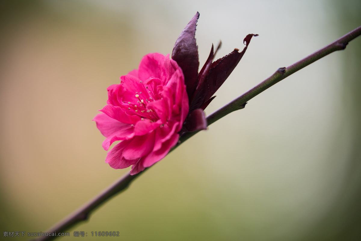 春天快乐 奔跑吧春天 春天来了 春天海报 spring 春暖花开 春游 春天淘宝 春天打折 春天背景 春天素材 迎春天 春天展 春装 春季 约惠春天 春天晚会 鸡年春天 2017春天 春天背板 春天促销 恭贺春天 春资绽放 春天来了海报 价动真格 惠战到底 唯美背景 照片与图片 自然景观 自然风景